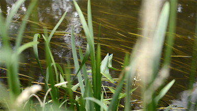 Music for Animals Dragonflies